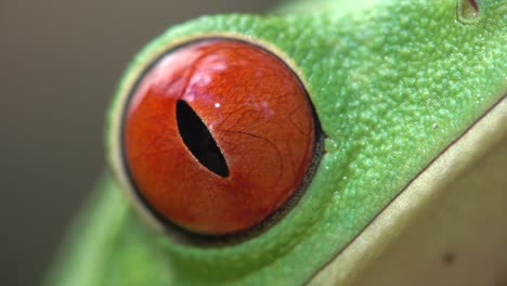 extreme close up of the eye of a red eyed tree frog blinking