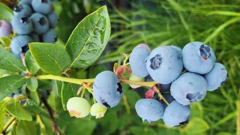 Organic-Ripe-With-Succulent-Berries,-Just-Ready-to-Pick,-Blueberries-Plant-Growing-in-a-Garden-Field