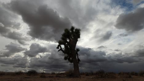 layers of clouds and wind shear conditions show clouds moving in different directions above the mojave desert and a joshua tree - time lapse