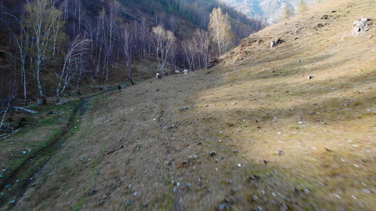 Wild horses grazing on a mountain slope with bare birch trees