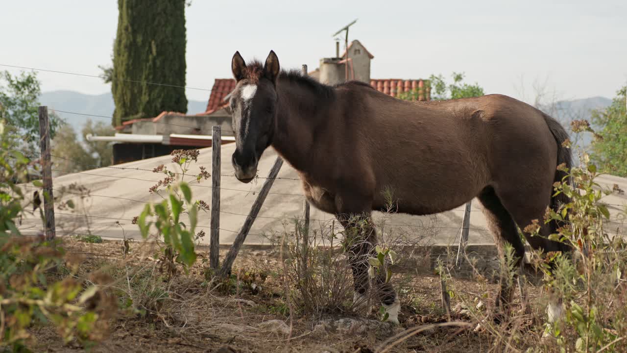 slowmotion of eating horse in the paddock