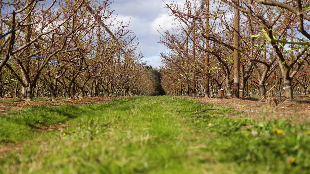 Una ripresa a livello del suolo con una carrellata laterale a sinistra di un frutteto secco con alberi spogli e un sentiero d'erba verde.