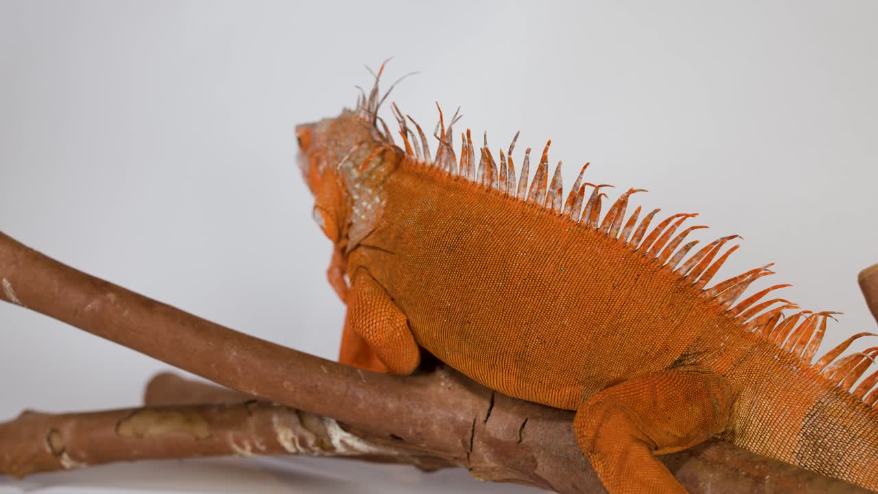 Un primo piano dettagliato di un'iguana arancione appollaiata su un ramo su sfondo bianco