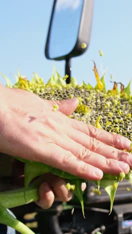 the process of harvesting sunflower seeds is an important aspect of modern agriculture a farmer inspects a sunflower head emphasizing key agricultural practices and effective crop cultivation