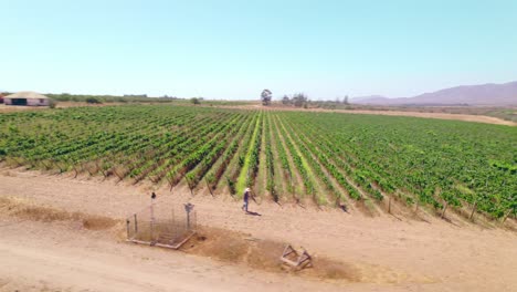 Winegrower-Walking-At-The-Vineyards-To-Collect-Wine-Sampler-In-Limari-Valley,-Chile