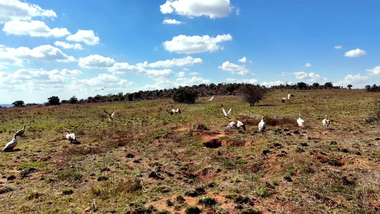 Drone segue um bando de abutres criticamente ameaçados de extinção levantando voo juntos