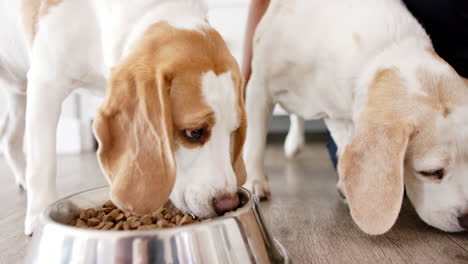 dos beagles comiendo de un cuenco brillante lleno de comida para perros