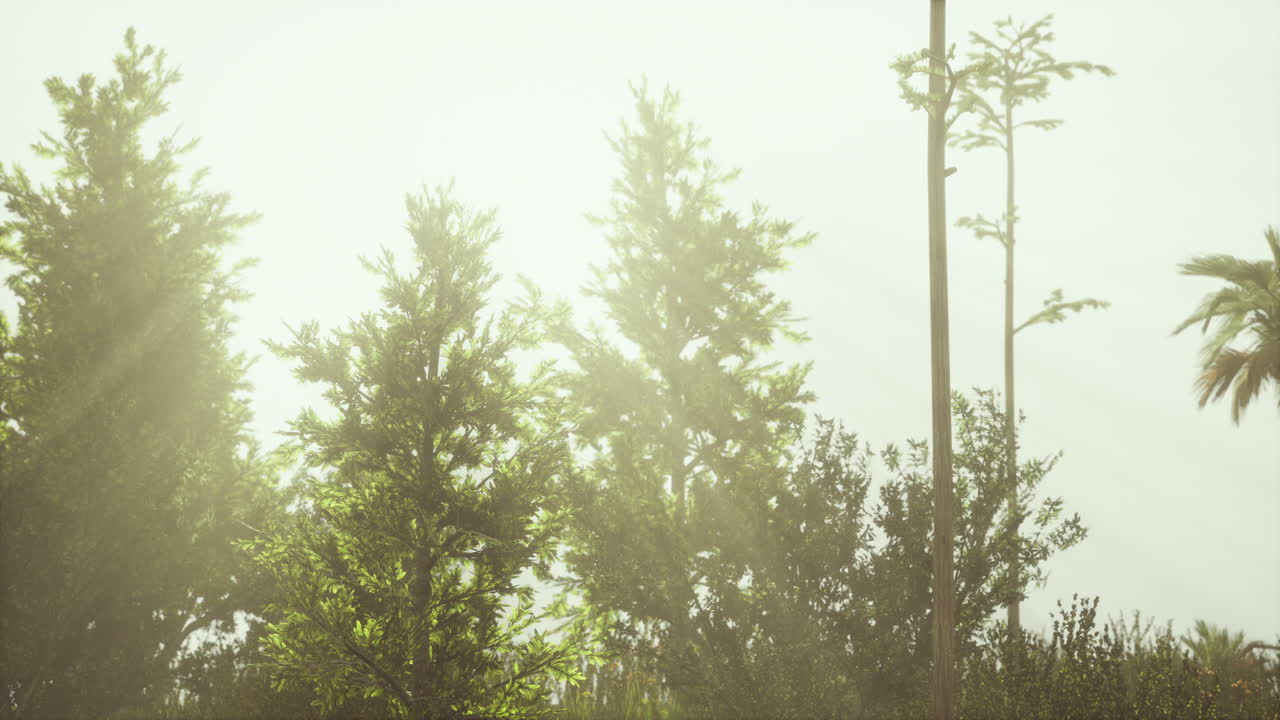 ⁇ 은 날 에 열대  ⁇ 나무 와 풀