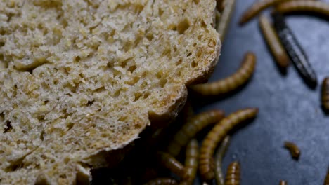 the mealworm is a species of darkling beetle used to feed pets like fish, snakes, birds, and frogs