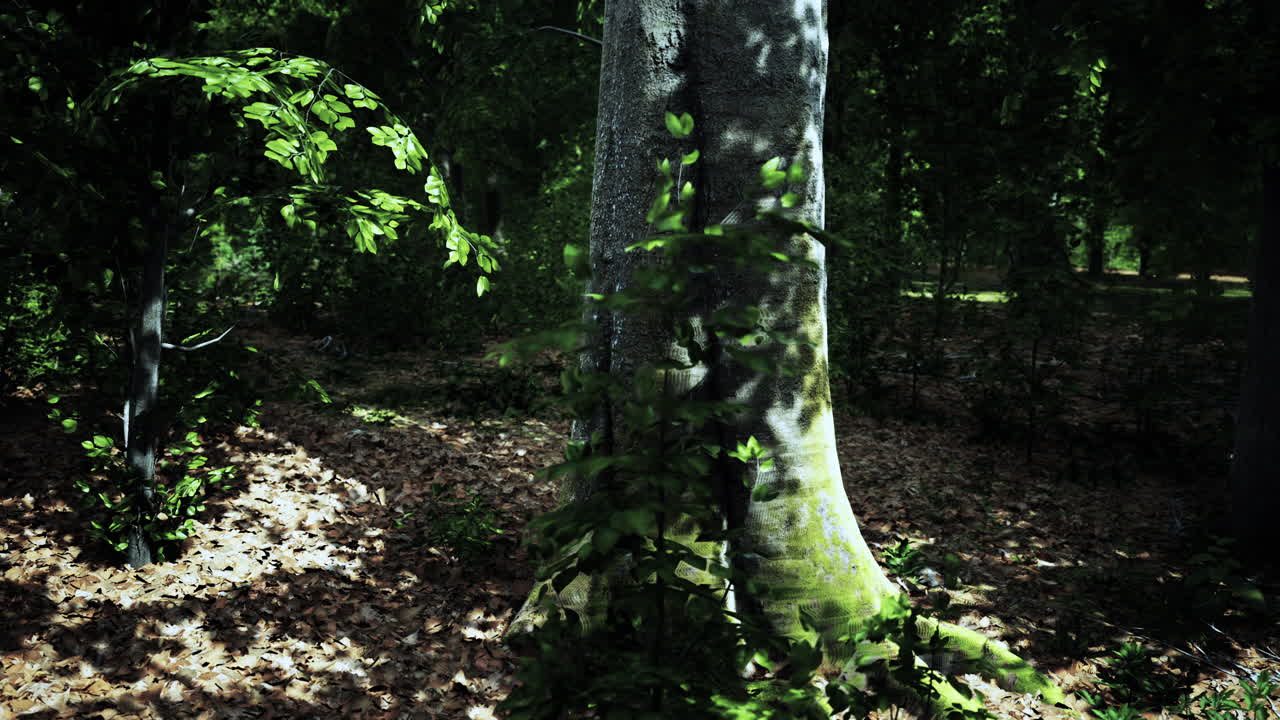 la luz que brilla en la naturaleza