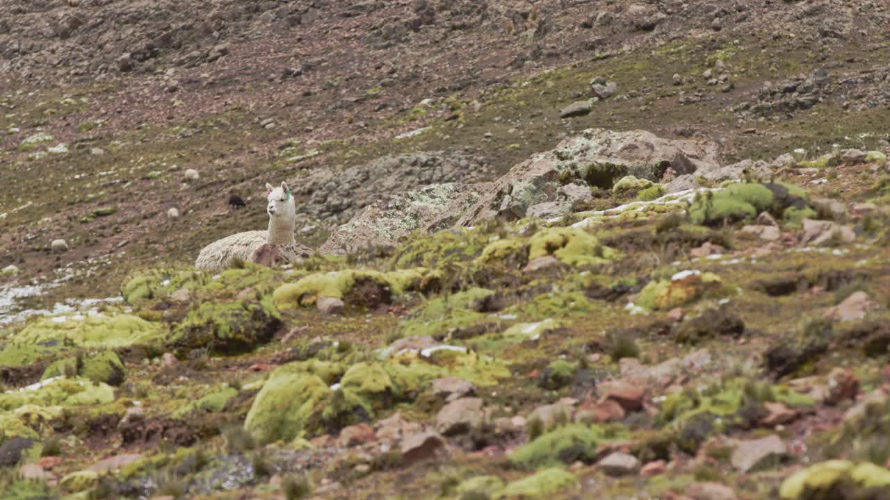 llama detrás de la roca, pampas galeras, perú