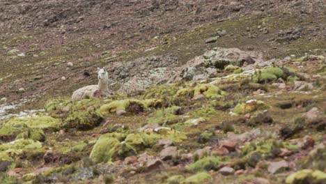 Llama-Behind-Rock,-Pampas-Galeras,-Peru