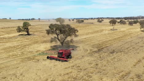 Una-Excelente-Toma-Aérea-De-Una-Cosechadora-Agrícola-Cortando-Un-Campo-En-Parkes,-Nueva-Gales-Del-Sur,-Australia