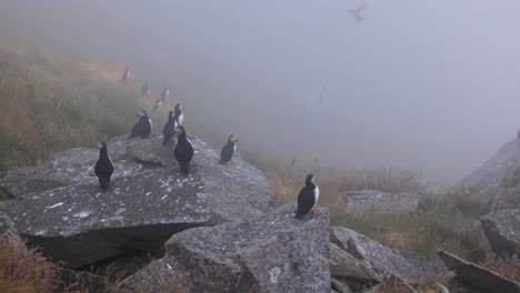 Atlantic-puffin-(Fratercula-arctica),-on-the-rock-on-the-island-of-Runde-(Norway).