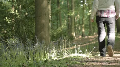 woman walking in sunlit woodland