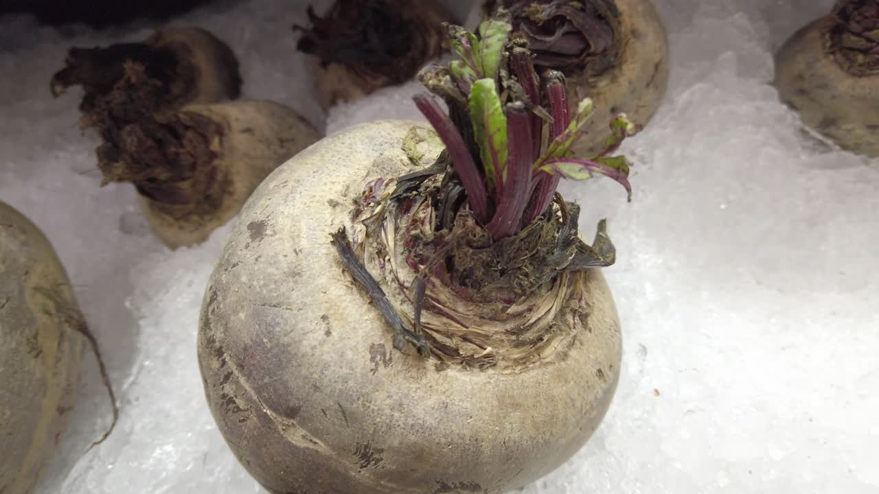 Close up shot of Beta vulgaris (beet) with ice, handheld shot