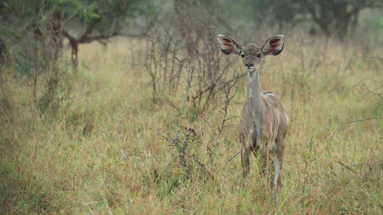 A female greater kudu stands in lush green grass, calmly chewing while remaining alert and scanning her surroundings in Mkhuze Game Reserve, South Africa.
