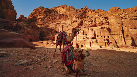 Dromedary-camels-with-colorful-saddles-at-Petra,-historic-UNESCO-heritage-site-carved-into-sandstone-in-Jordan