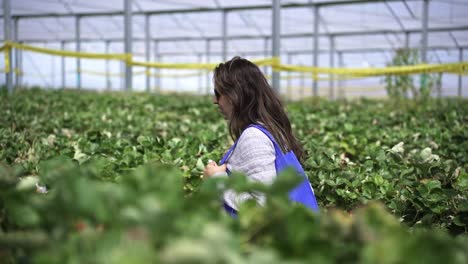 south asian woman looking around a fruit farm - slow motion