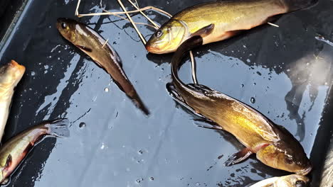 a fish moves and flops on a wet surface after being taken out of the water, trying to wriggle free