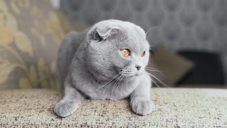 a cute grey-coloured scottish fold cat is sitting on a sofa and looking around