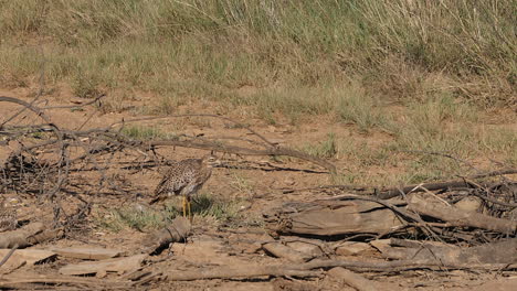 el pájaro manchado de rodilla gruesa se arregla, de pie en el suelo seco africano