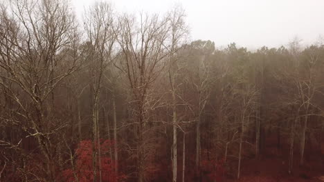 Mañana-De-Niebla-Vista-De-La-Línea-De-árboles-Del-Bosque-En-Hampton,-Ga