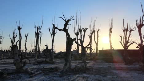 Toma-Aérea-A-Nivel-Del-Suelo-Que-Captura-La-Espeluznante-Villa-Abandonada-Epecuen-Con-árboles-Marchitos-Y-Maderas-Flotantes,-El-Sol-Brillando-A-Través-De-Ramas-De-árboles-Muertos-Con-Fondo-De-Cielo-Sin-Nubes-En-Buenos-Aires