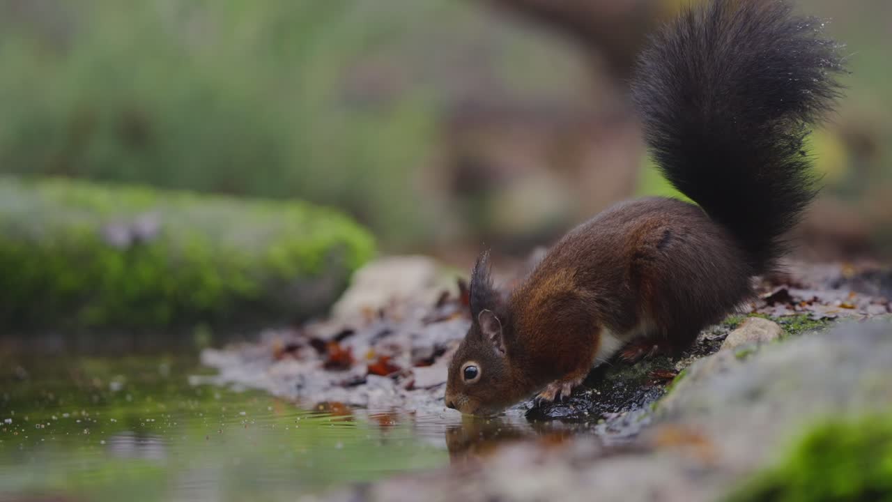 Red squirrel Sciurus vulgaris climbing onto mossy rock in quiet forest area