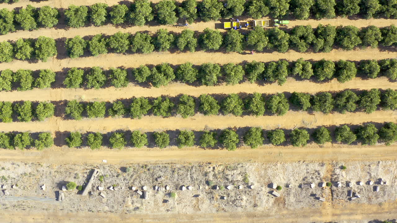 Gather round, we've got some orange picking to do