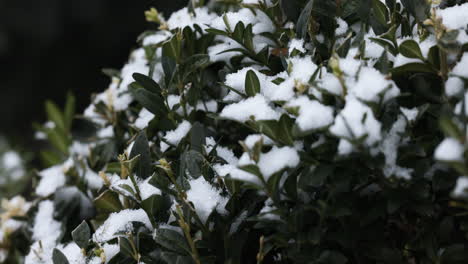 frozen bushes