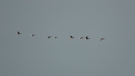 wide shot following a group of eight greylag geese in flight, against a grey sky