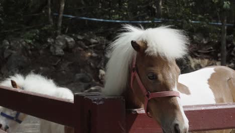 A-close-up-shot-of-an-inquisitive-Shetland-pony-looking-over-a-wooden-paddock-fence-at-an-agricultural-petting-zoo-farm