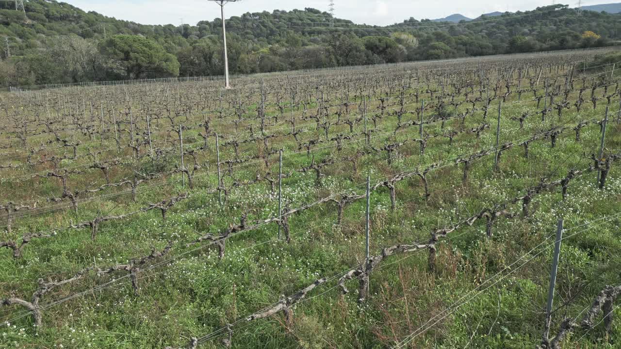 Cultivated vineyard land shows rows of leafless vines and green grass with hills and trees in the background in sant fost de campsentelles, near barcelona, spain