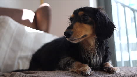 Wet-sausage-dog-lying-on-a-towel-then-drying-itself