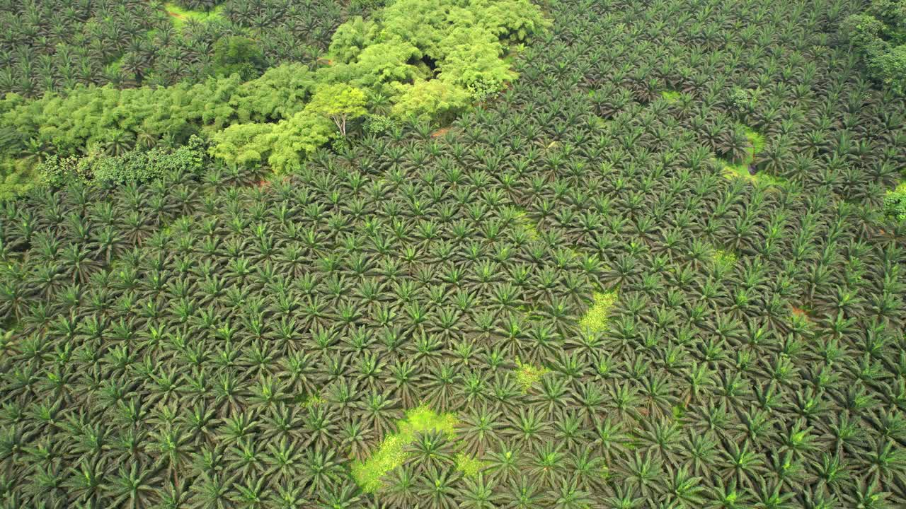 Aerial view from the flourishing Agripalma palm groves, the only industrial palm oil plantations in São Tomé and Príncipe,Africa.