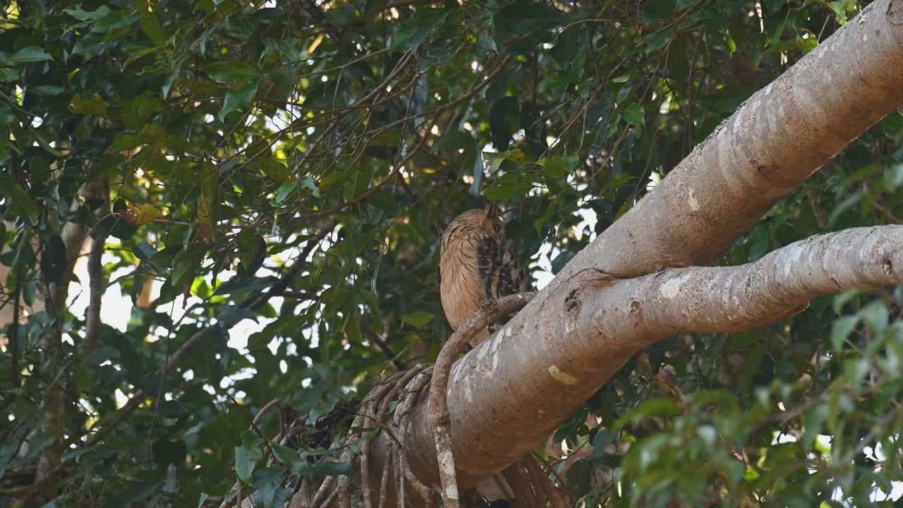 바람 부는 날, 버피 피쉬 부엉이, 케투파 케투푸, 카오야이 국립공원, 태국