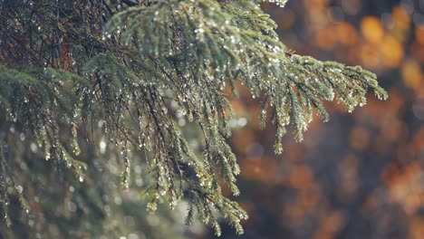 pine tree branches strewn with raindrops