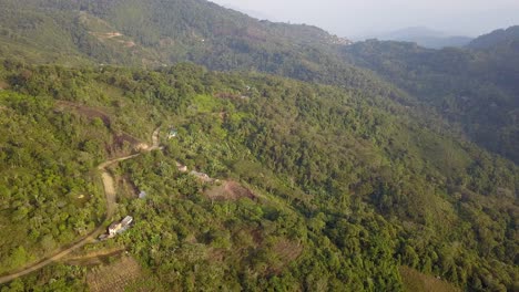 Plantación-De-Café-En-La-Selva-Montañosa-Boliviana