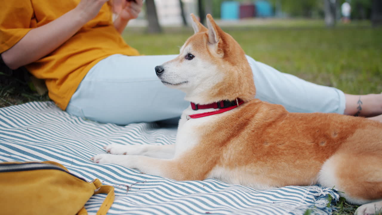 Woman and dog having a picnic in the park