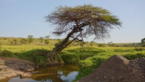 Zeitlupe-Der-Pirschfahrt,-Fahren-Des-Fahrzeugs-Durch-Die-Landschaft-Der-Masai-Mara-über-Die-Flussbrücke-In-Der-Masai-Mara-Im-Safari-Urlaub-In-Kenia,-Afrika,-Steadicam-Gimbal-Verfolgung,-Fahraufnahme-Der-Natur