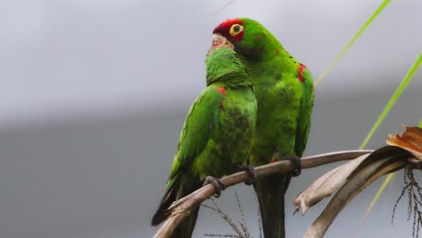 affectionate red-headed parrots, psittacara mitratus, on a branch in lima, peru