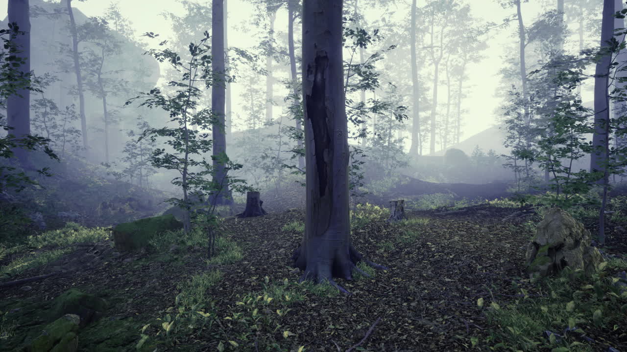 Misty forest landscape with tall trees and lush undergrowth in early morning