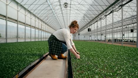 A-woman-with-red-hair-in-a-white-shirt-puts-sprouts-in-the-right-place-in-a-greenhouse-while-caring-and-growing-plants-on-a-farm