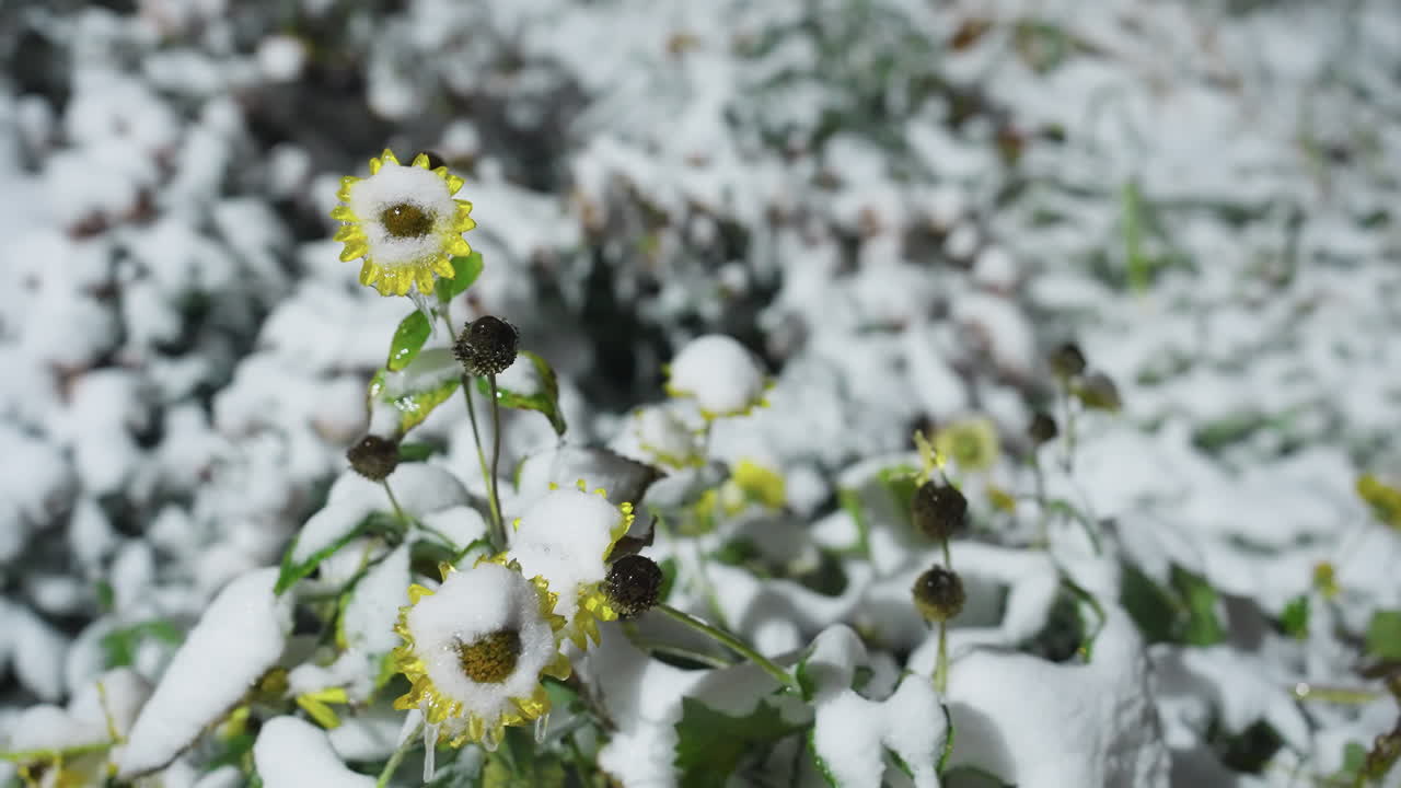 Primo piano di un girasole coperto di neve con uno spesso strato di neve che ricopre i suoi petali, catturando la serena atmosfera invernale con uno sfondo sfocato e un'atmosfera da giardino innevato