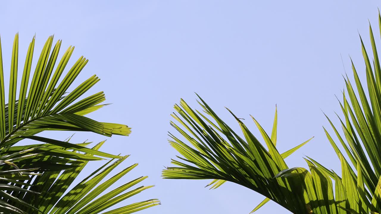 澄み切った青空を背景に揺れるヤシの葉