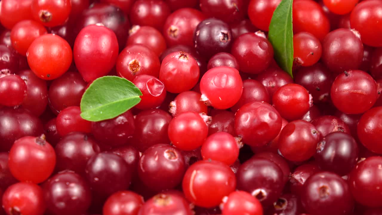 성숙한 크랜베리의 수확, 배경