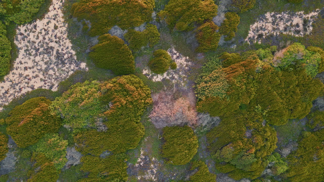 Top view green terrain at evening sunlight. Aerial shot beautiful steppe ground