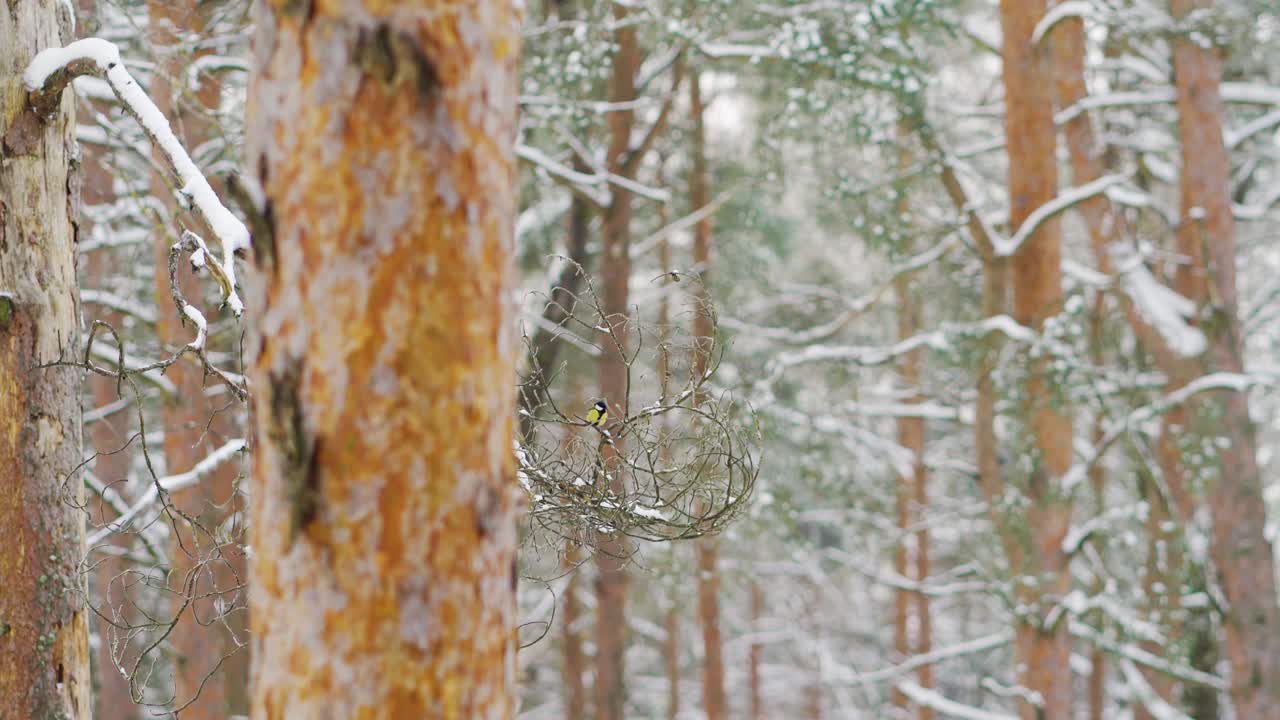겨울 에 나무 가지 에 있는 새