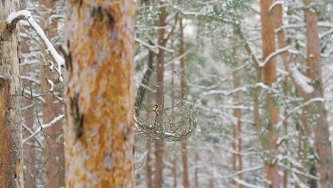 Bird-on-a-tree-branch-in-winter